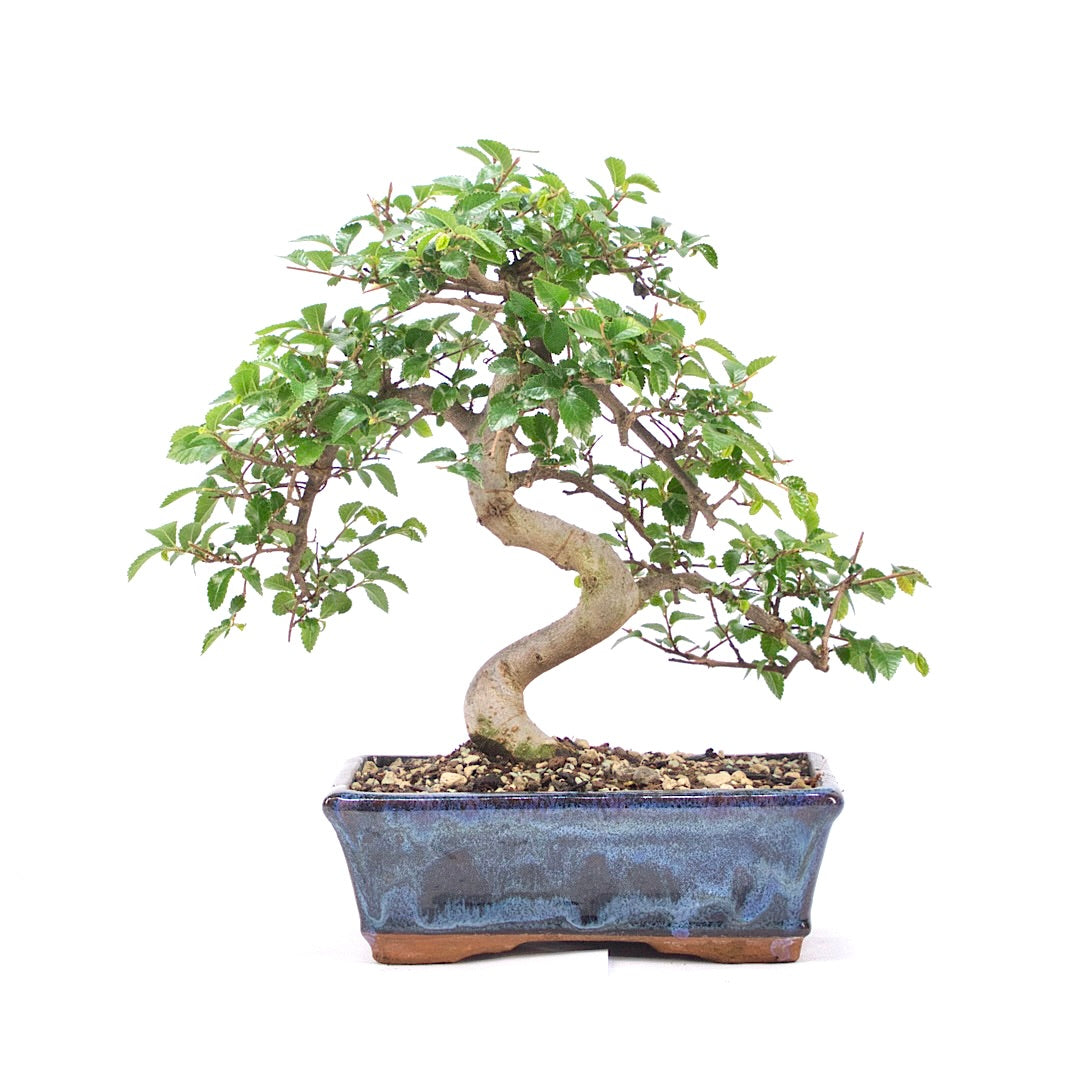 Chinesische Ulme 'Zelkova parvifolia'